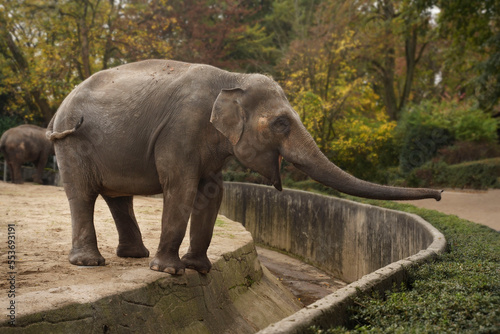 An elephant with an elongated trunk stands on the edge of a moat in a national park
