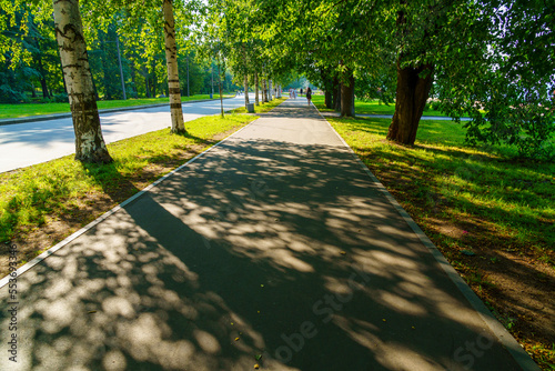 Pedestrian paved sidewalks between birches and poplars in shady sunny city park