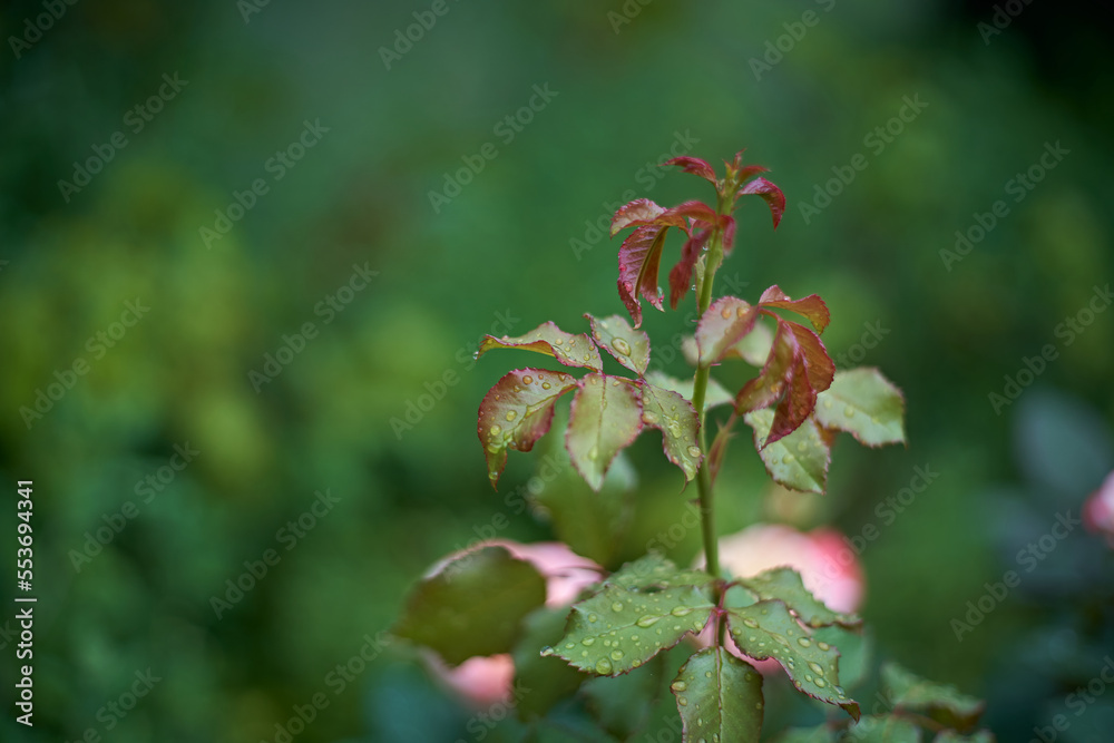 Wreath of roses with dew on leaves after rain and blooming roses in background defocused Wreath of roses with dew on leaves after rain and blooming roses in background defocused