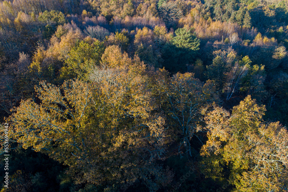 drone aerial view of an oak forest at dusk in fall