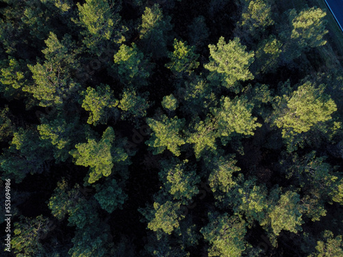 drone aerial view of a pine forest at dusk  overhead shot