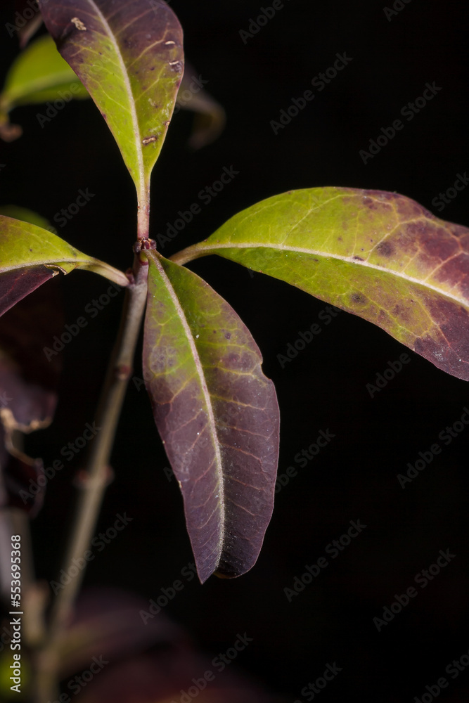 Φωτογραφία beautiful green purple leaves of elderberry bush in autumn forest, vertical clos
