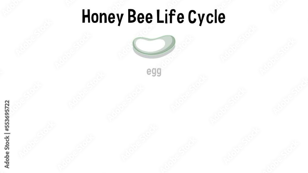 Life cycle of a common honeybee Life cycle of a common honeybee