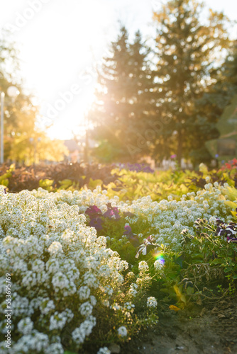 Beautiful flower bed with tender white blooming flowers in sunset back light. Blurry firs on background. Early autumn or late summer