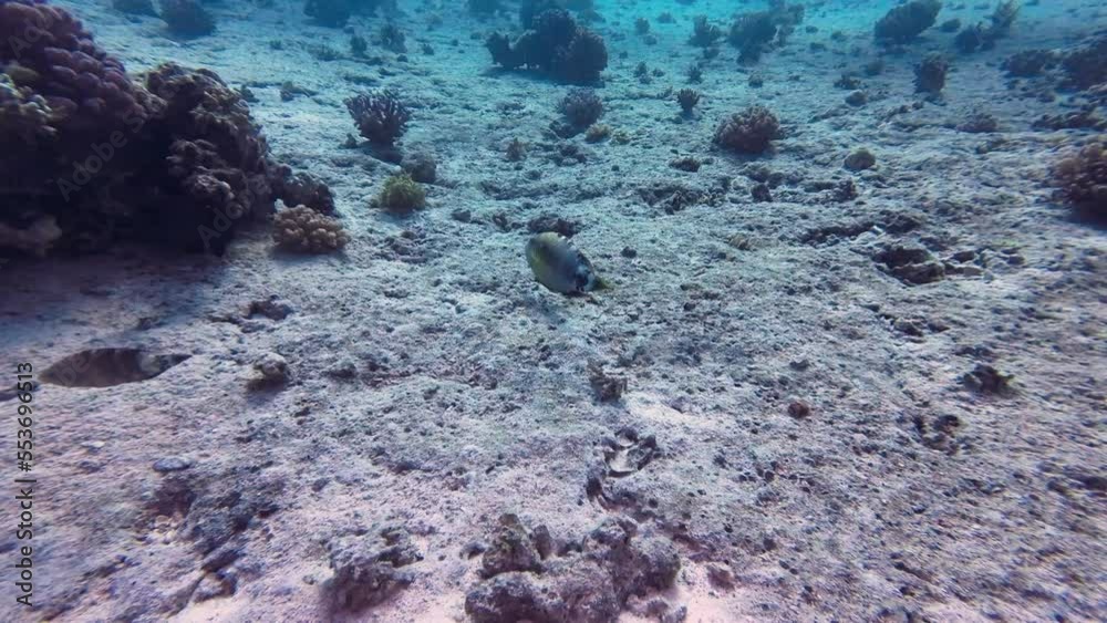 rotes Meer Ägypten