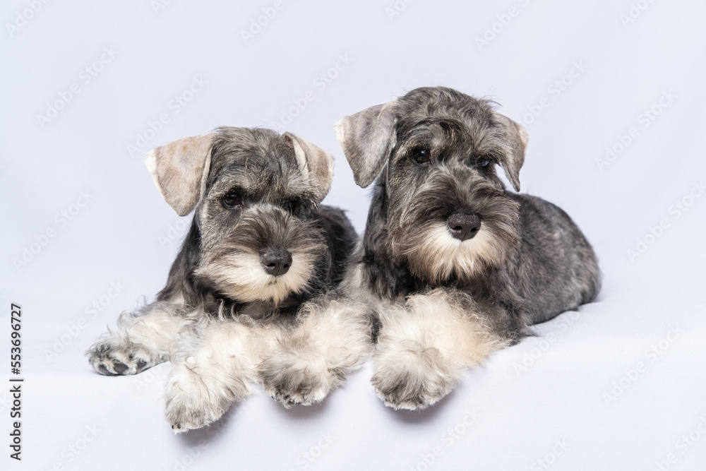 Two white and gray miniature schnauzer dogs sit side by side on a light background. Family of dogs.