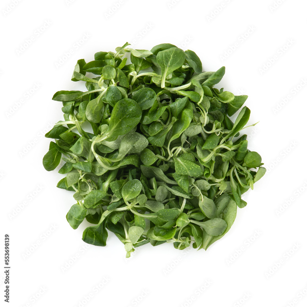 Corn salad (Soncino) Valerianella locusta, Isolated on White Background – Close-Up Macro, Top View, Macro Close Up Corn salad (Soncino) Valerianella locusta, Isolated on White Background – Close-Up Macro, Top View, Macro Close Up