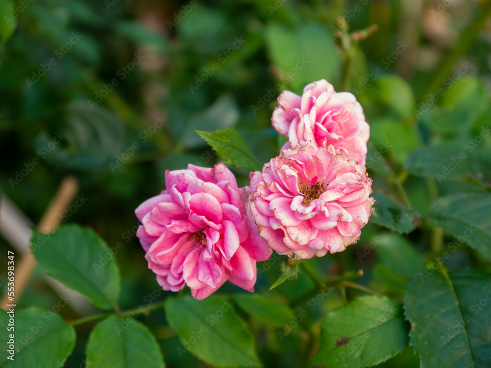 Three roses withered flower heads with dried petal edges Three roses withered flower heads with dried petal edges