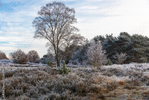 Wallpaper Mural Winter in Gelderland 2022 Torontodigital.ca