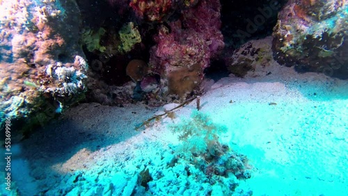 Slow motion, Indian tubeworm Sabellastarte Indica retreats into its tube in case of danger, Red Sea Egypt photo