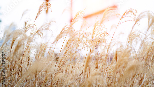 Dry reeds under sky in autumn