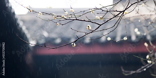 White wintersweet blossom on the tree photo