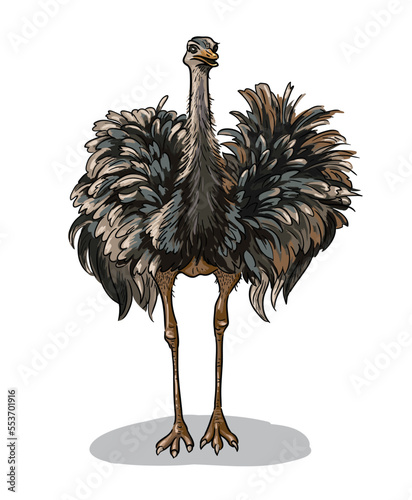 Ostrich, emu australian african bird animal isolated cartoon vector illustration.