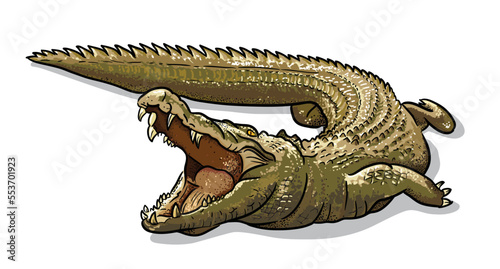 Сrocodile, alligator isolated vector illustration. Australian fauna cartoon picture.