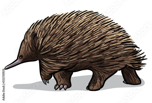 Echidna, spiny anteater isolated vector illustration. Australian endemic animal.