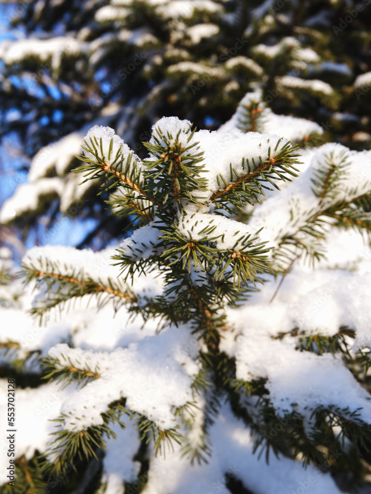 snow covered needles