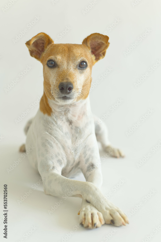 Jack russell terrier dog posing on white background with front paws crossed