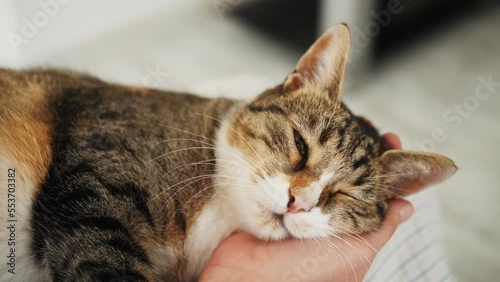 Wallpaper Mural Domestic cat sleep on owner hands. Cute muzzle of cat close up. Torontodigital.ca