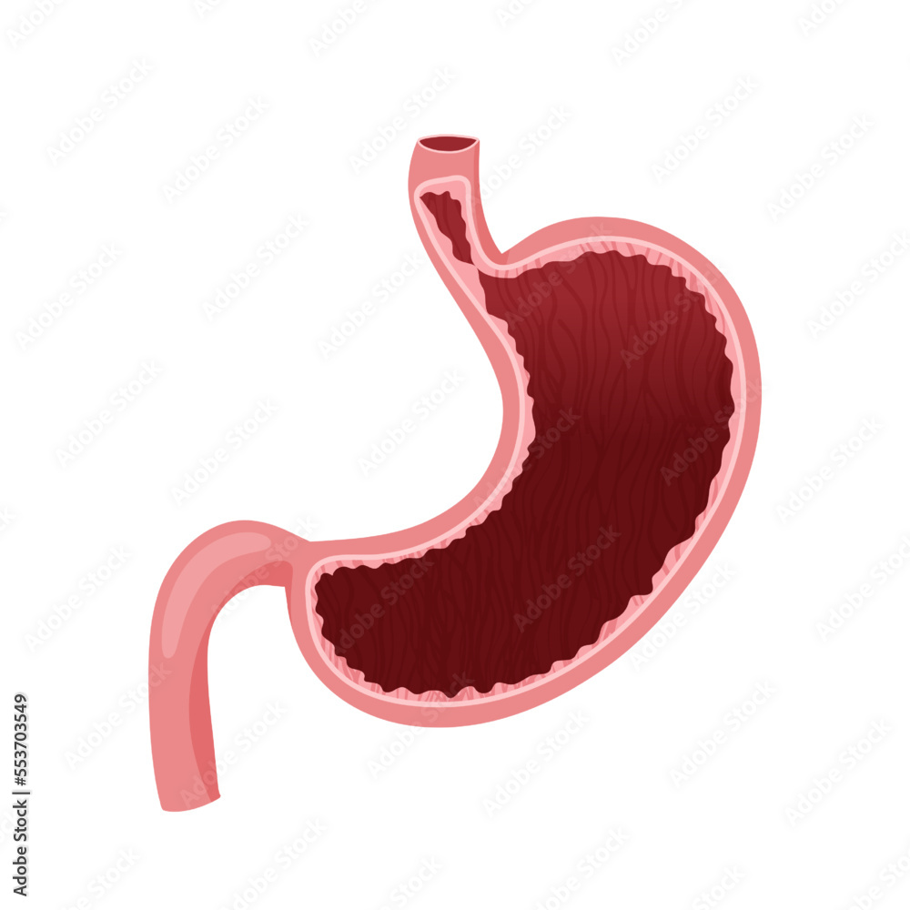 Human stomach inside vector illustration Human stomach inside vector illustration