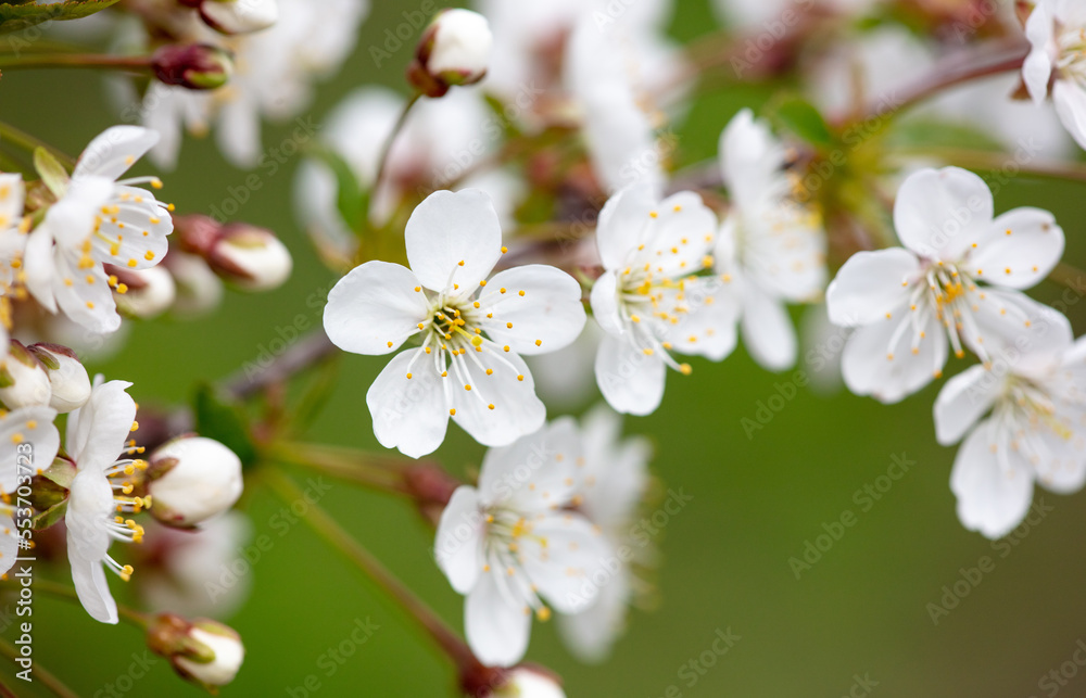 Flowers on the branches of a cherry tree in spring. Flowers on the branches of a cherry tree in spring.