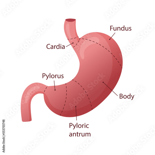 Human stomach diagram vector illustration