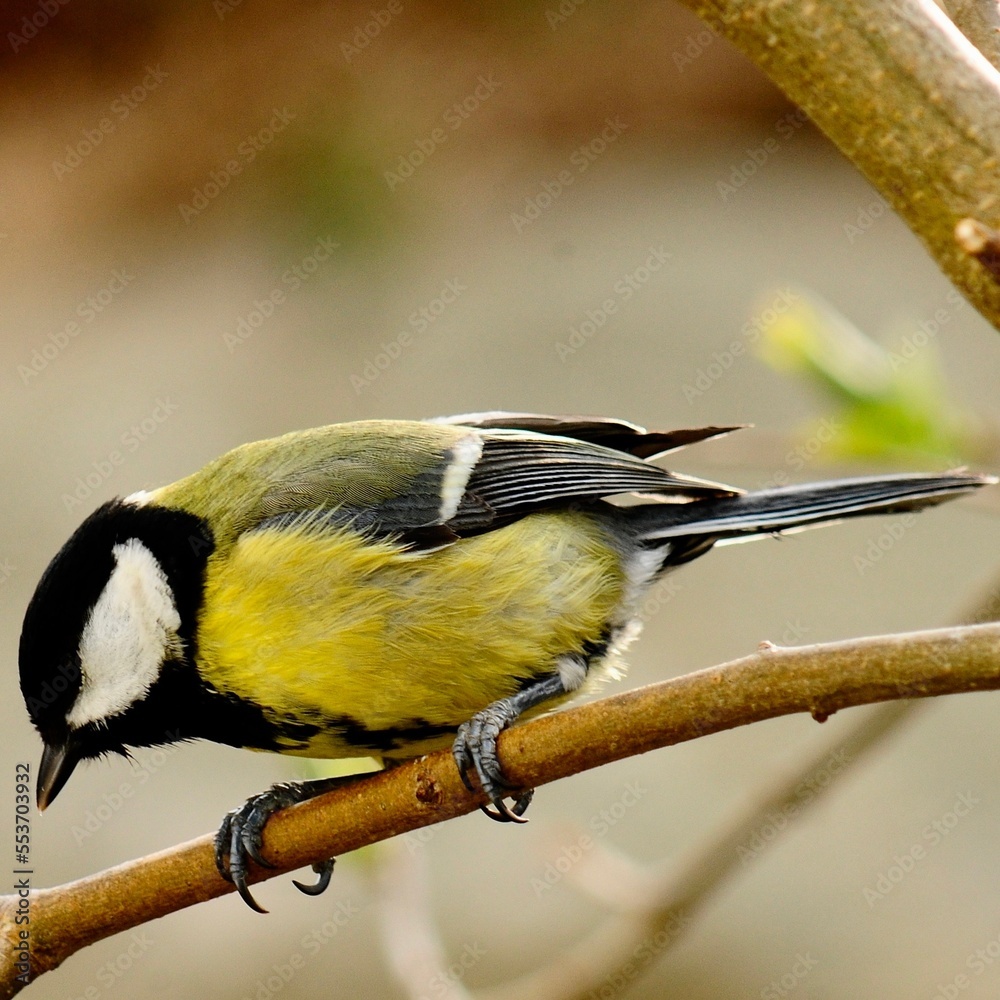 Fototapeta premium Great tit