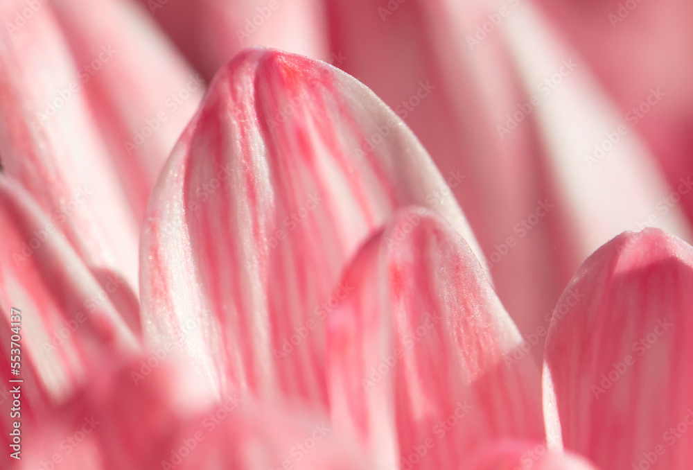Petals of pink chrysanthemum flowers as background. Petals of pink chrysanthemum flowers as background.