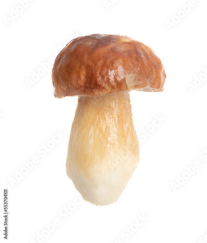 Fresh boletus mushroom isolated on white background