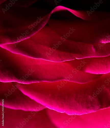 Red rose petals as background.