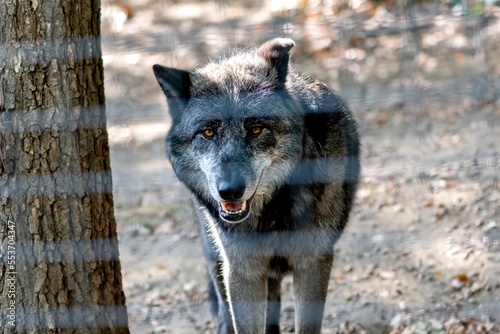 loup gris du zoo d'Ardes sur Couze dans le puy de dôme par une belle journée d'automne photo