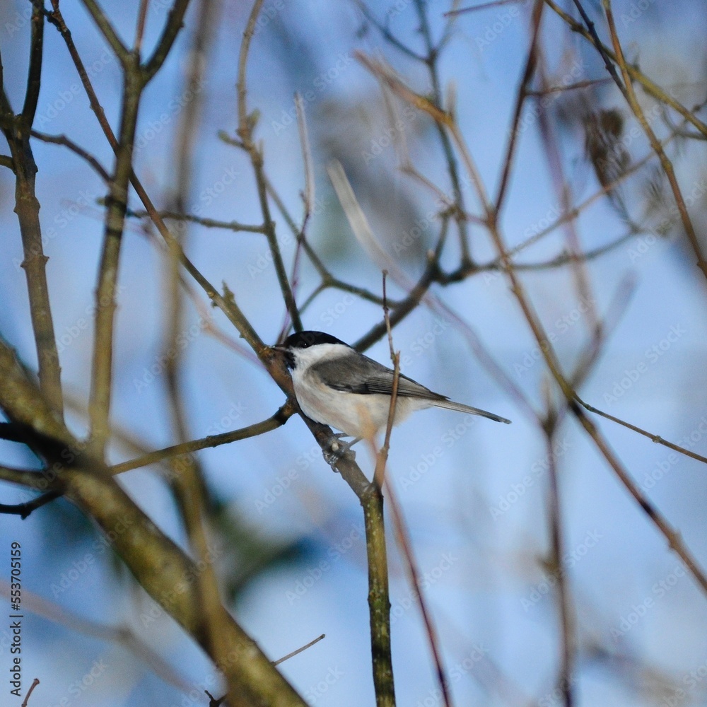 Fototapeta premium Blackcap