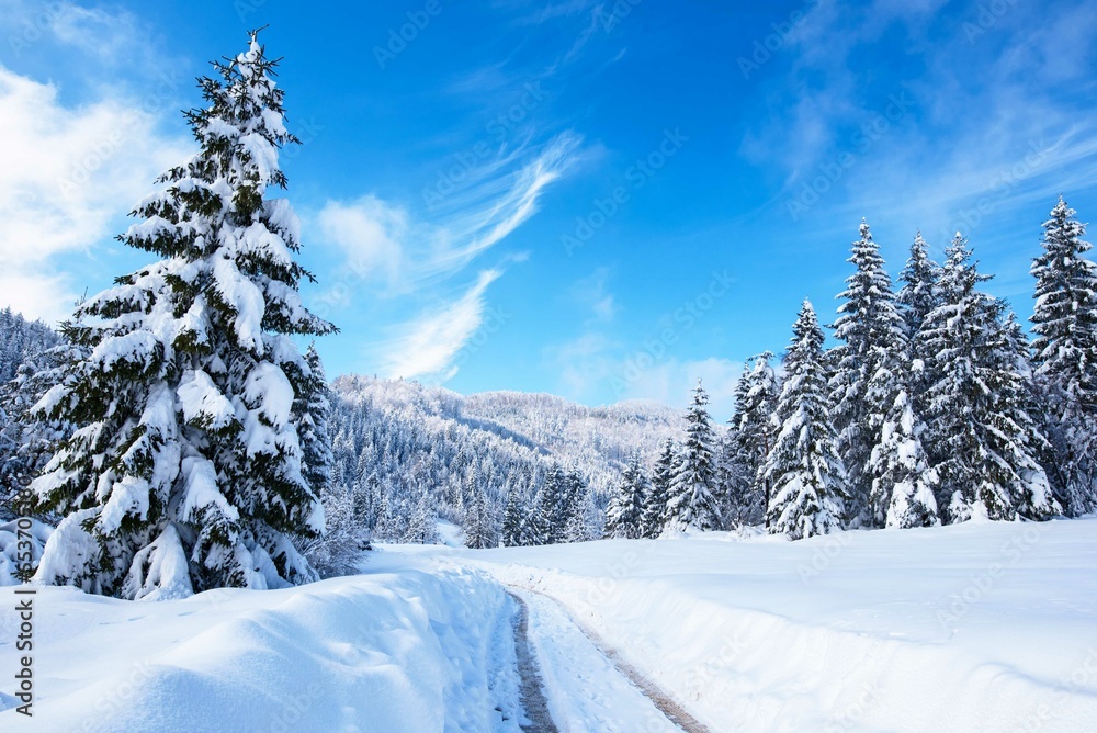 Obraz premium Winter snowy panorama of forest and blue sky 