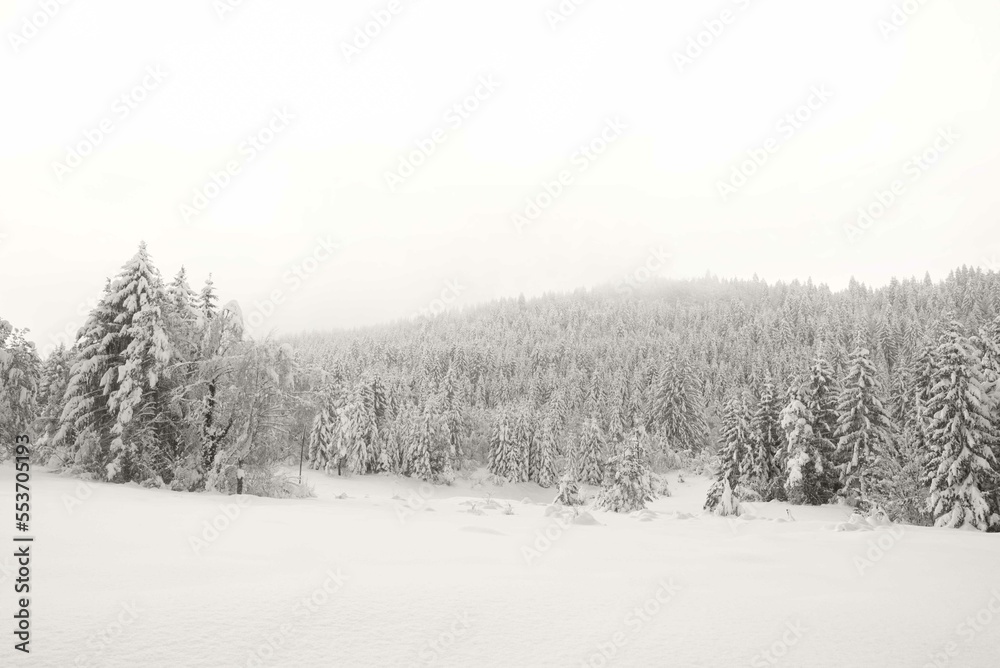 A peaceful winter scene of snow-covered field and a spruce forest in the background. Black and white tones.