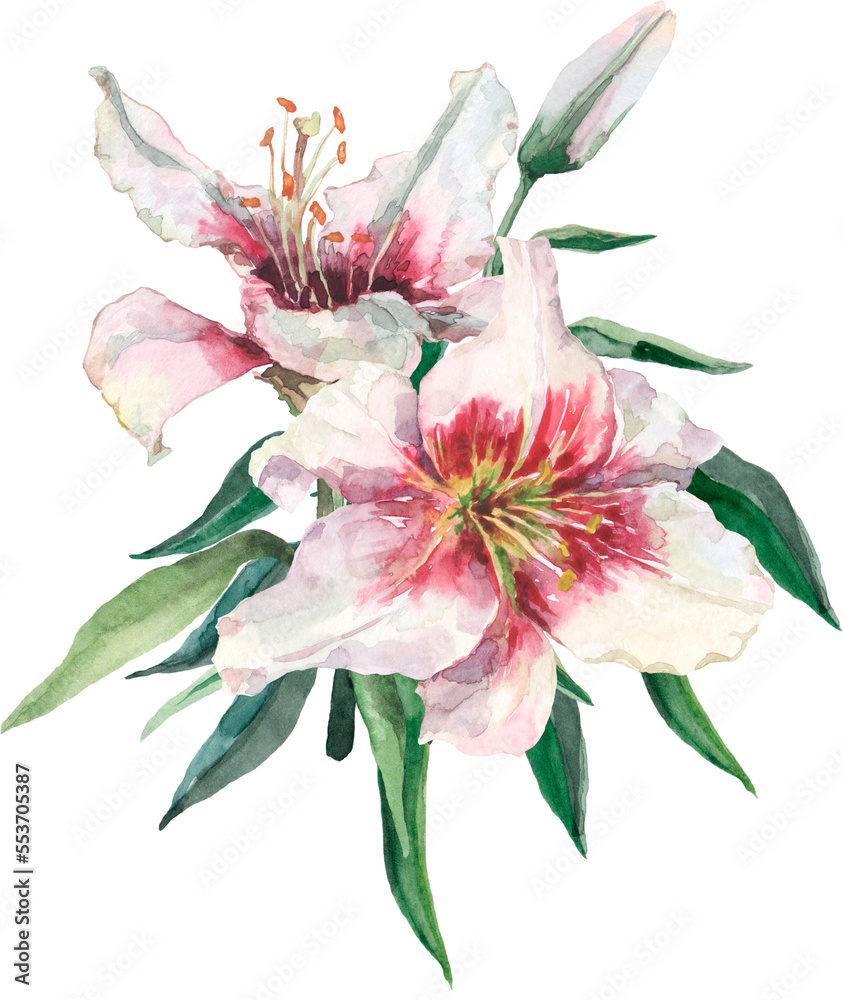 Bridal bouquet. Flower composition. White lily flower. Watercolor.
