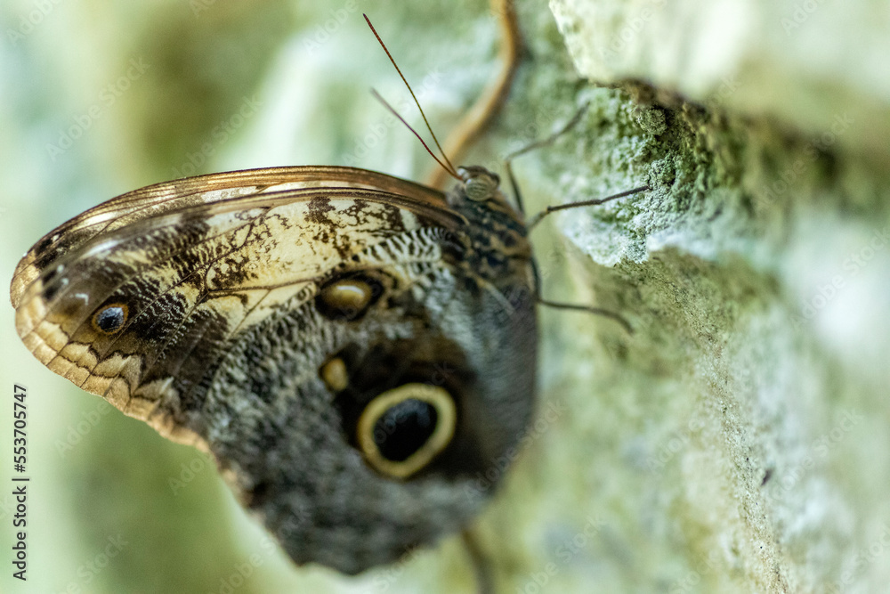A butterfly after its metamorphosis enjoying the jungle a rocky wall of the Mexican natural environment of the Xcaret park in the Mayan Riviera of Mexico, it is a place very visited by travelers. A butterfly after its metamorphosis enjoying the jungle a rocky wall of the Mexican natural environment of the Xcaret park in the Mayan Riviera of Mexico, it is a place very visited by travelers.