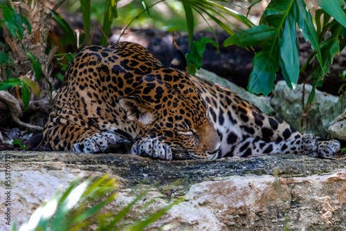 The jaguar resting on a rock is the big cat of America, it lives wildly in the tropical jungle and is very dangerous, fast and a great predator, which is sought after by many tourists.