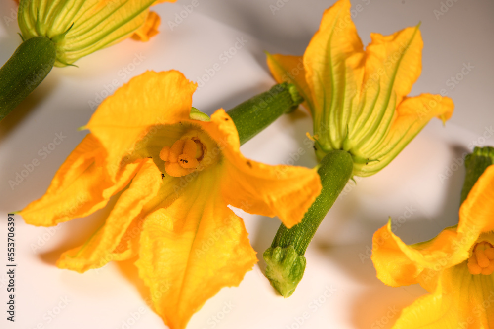 Zucchini flowers on a white background. High quality photo Zucchini flowers on a white background. High quality photo