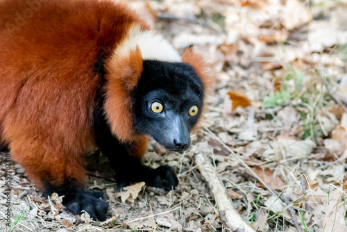 lémurien avec son pelage roux et sa tête noire nous regardant au zoo d'Ardes sur couze dans le puy de dôme par une belle journée d'automne photo