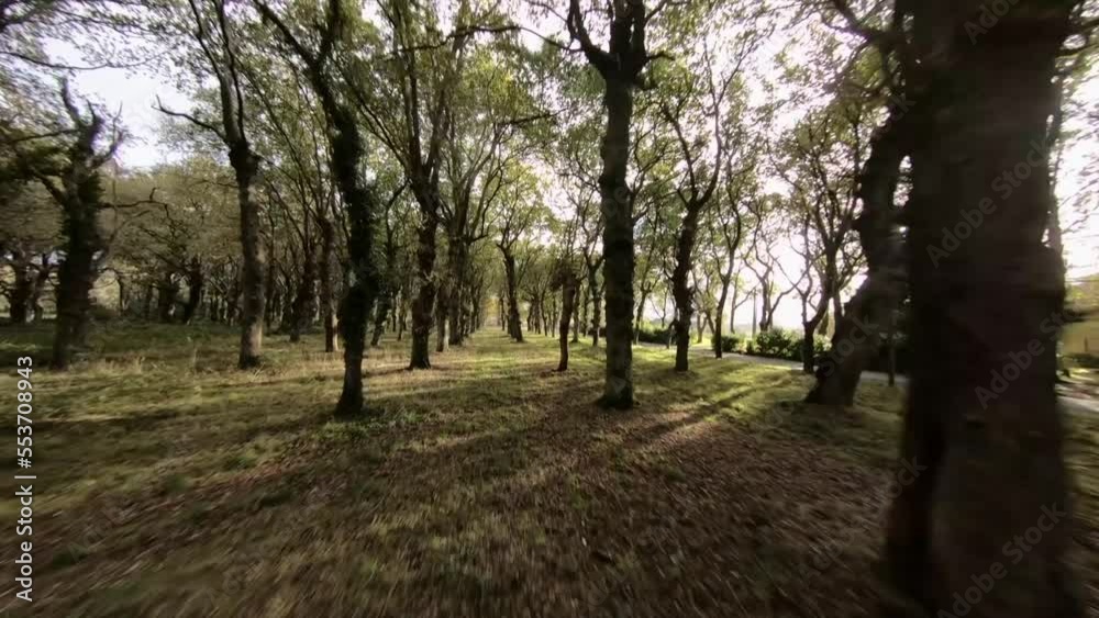 FPV Drone View Flying Through Beautiful Autumn Forest and Road. FPV Drone View Flying Through Beautiful Autumn Forest and Road.