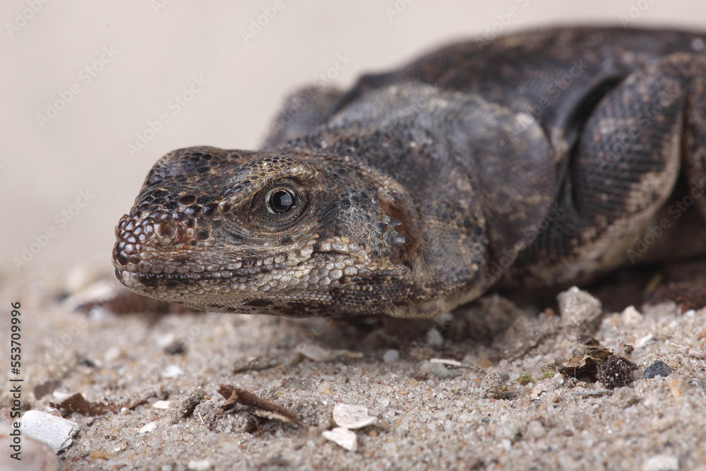 A Chuckwalla enjoying the warmth on a rock
A Chuckwalla enjoying the warmth on a rock