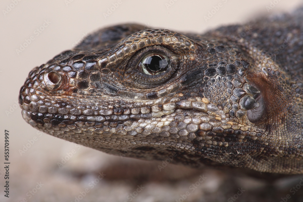 A portrait of a Chuckwalla
A portrait of a Chuckwalla
