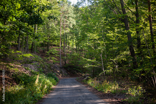 road in dense deciduous forest on a hot day