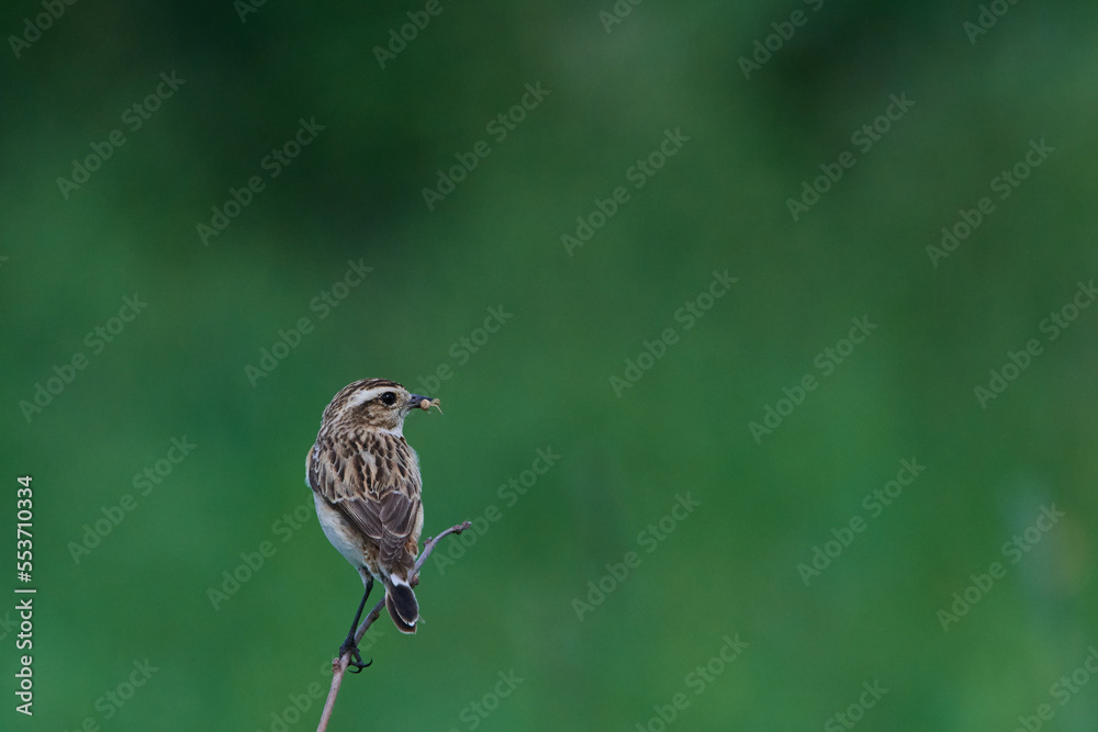 Braunkehlchen Weibchen Braunkehlchen Weibchen