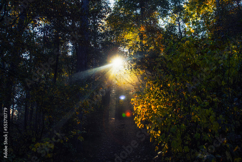 sun rays in autumn misty forest