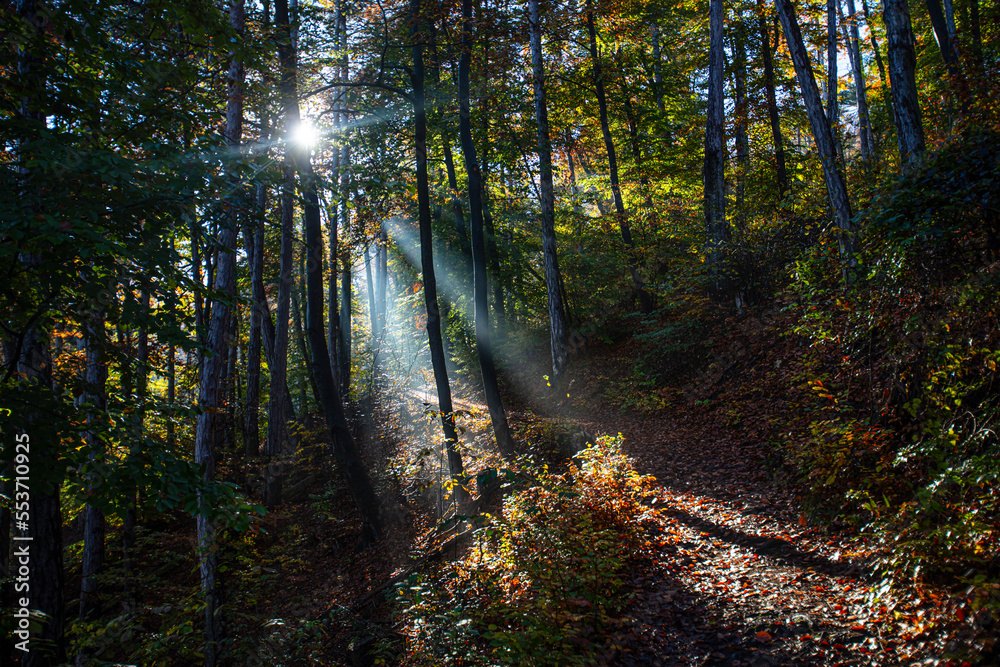 Fototapeta premium sun rays in autumn misty forest