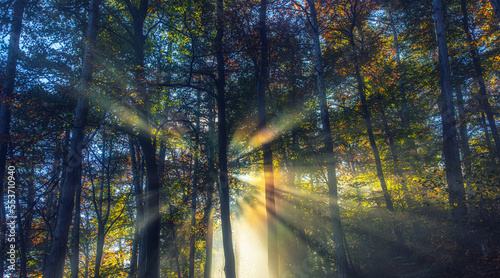 sun rays in misty autumn forest 