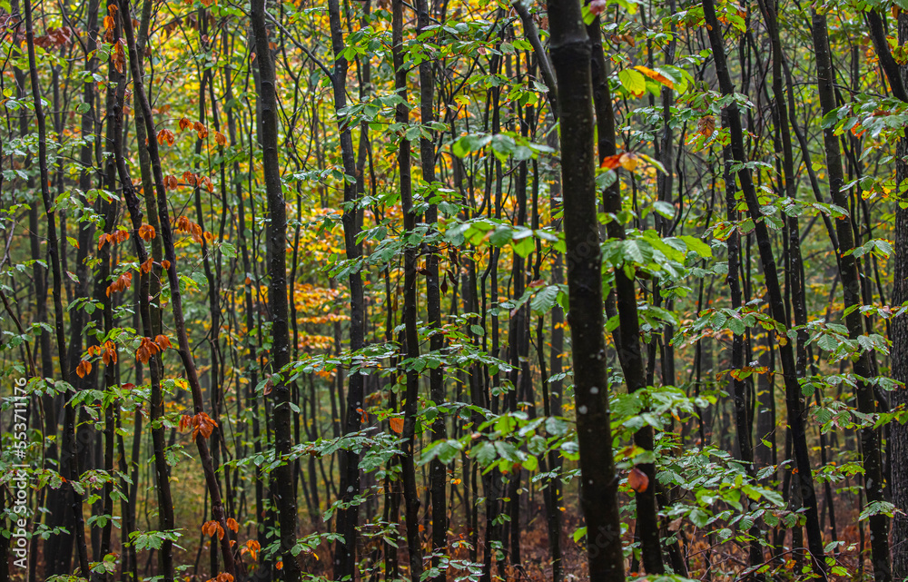 Fototapeta premium green forest in the mist