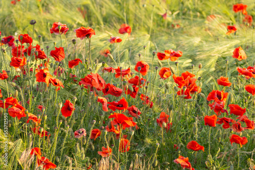 Red poppies in the field. Beautiful floral landscape with scarlet poppy flowers