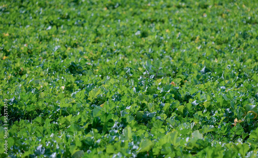 Blick auf viele grüne reife Rübenblätter auf einem Feld im verschwommenen Hintergrund kurz vor der Ernte im Herbst, selektiver Fokus
