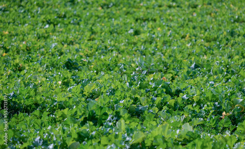 Fototapeta Naklejka Na Ścianę i Meble -  Blick auf viele grüne reife Rübenblätter auf einem Feld im verschwommenen Hintergrund kurz vor der Ernte im Herbst, selektiver Fokus